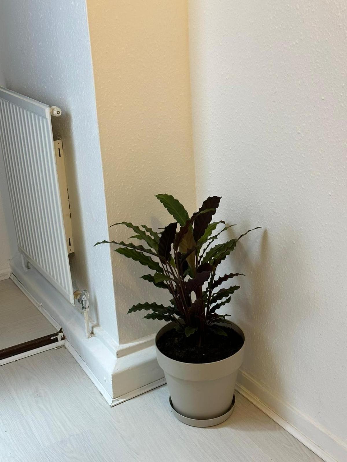 3 Bedroom King Cross Station City Centre London Eksteriør bilde